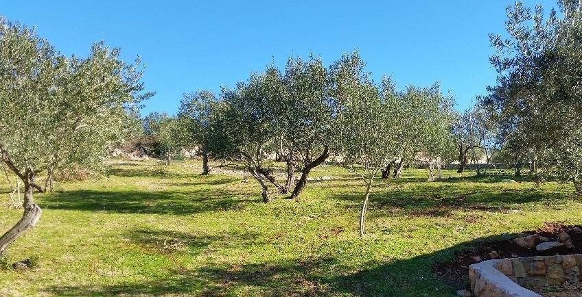 Krk - Olive grove on the island of Krk!