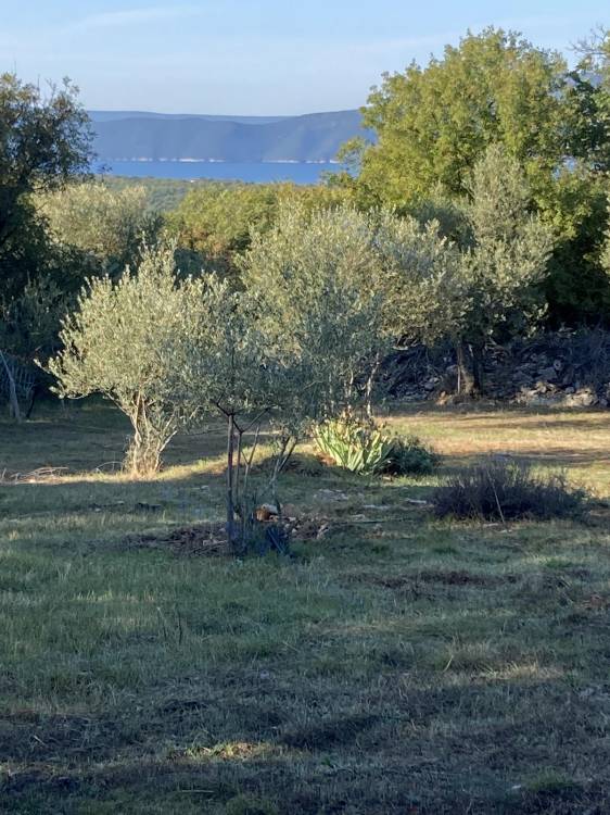 Beautiful olive grove of 1255m2