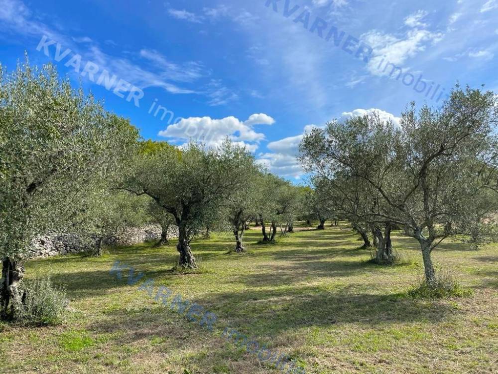 Olive grove near Vrbnik - For sale