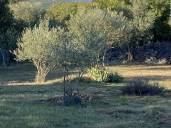 Beautiful olive grove of 1255m2